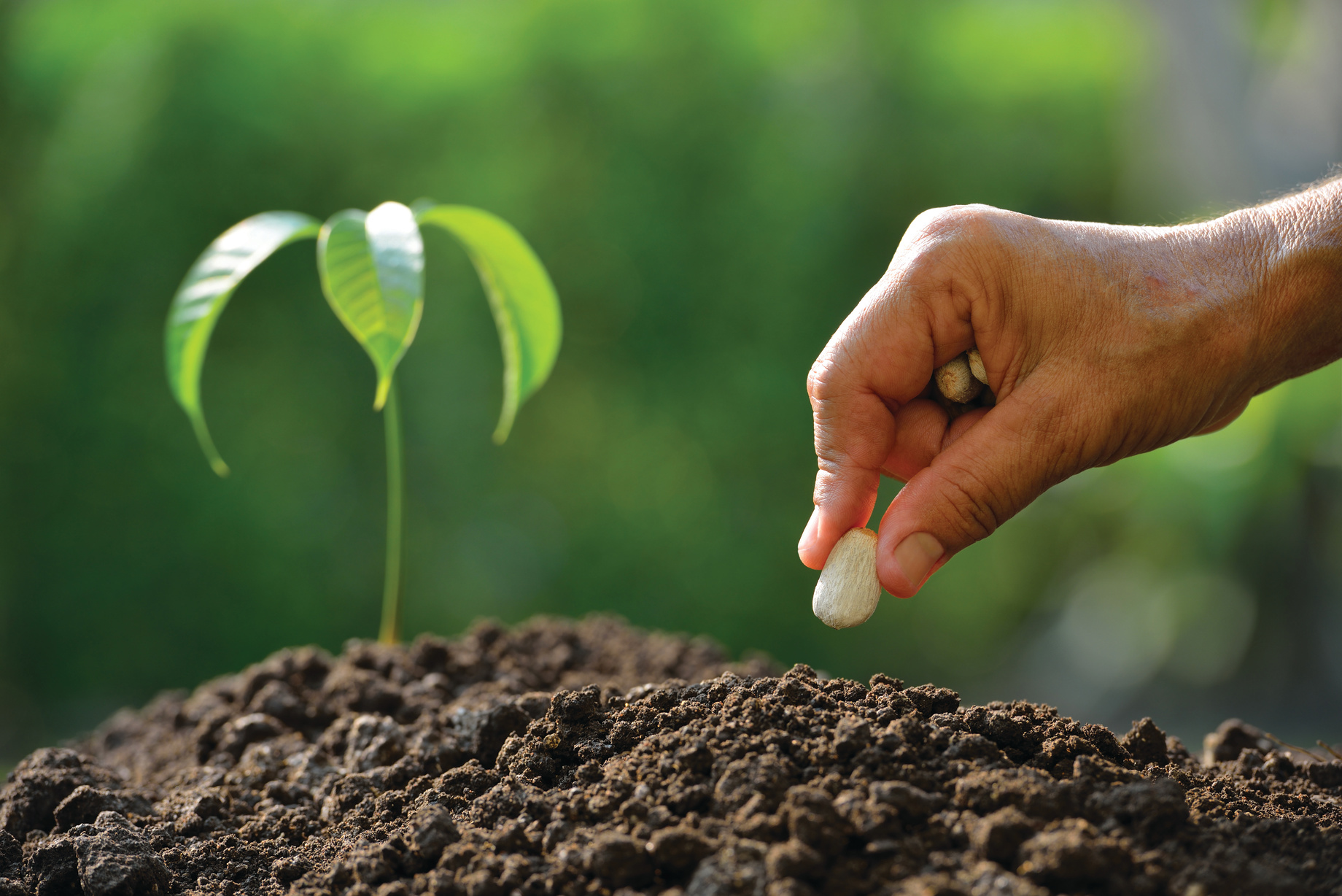 Plant the Seeds of a Biblical Worldview and Watch Them Grow