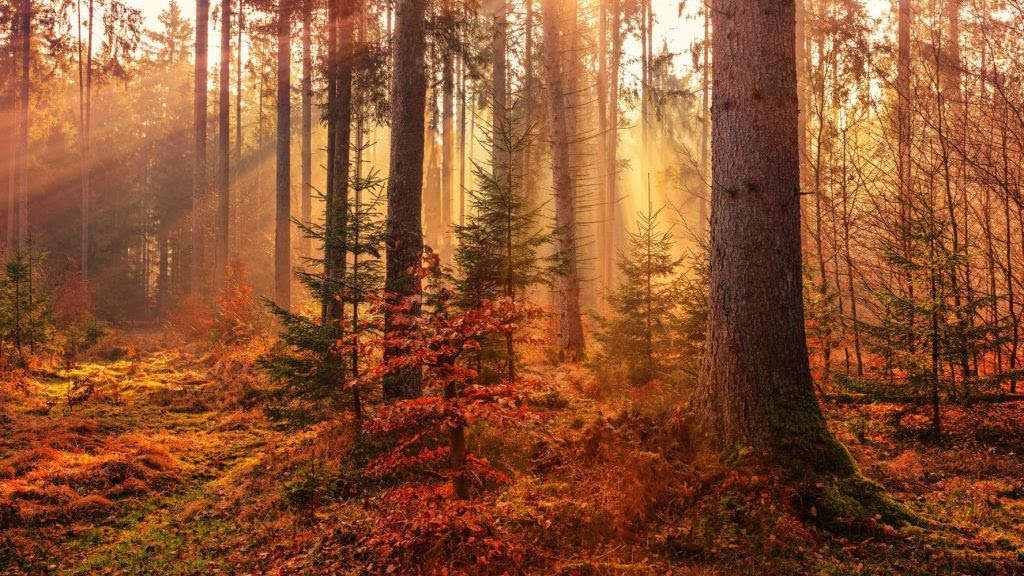 Foundational Principles of Biblical Earth Stewardship