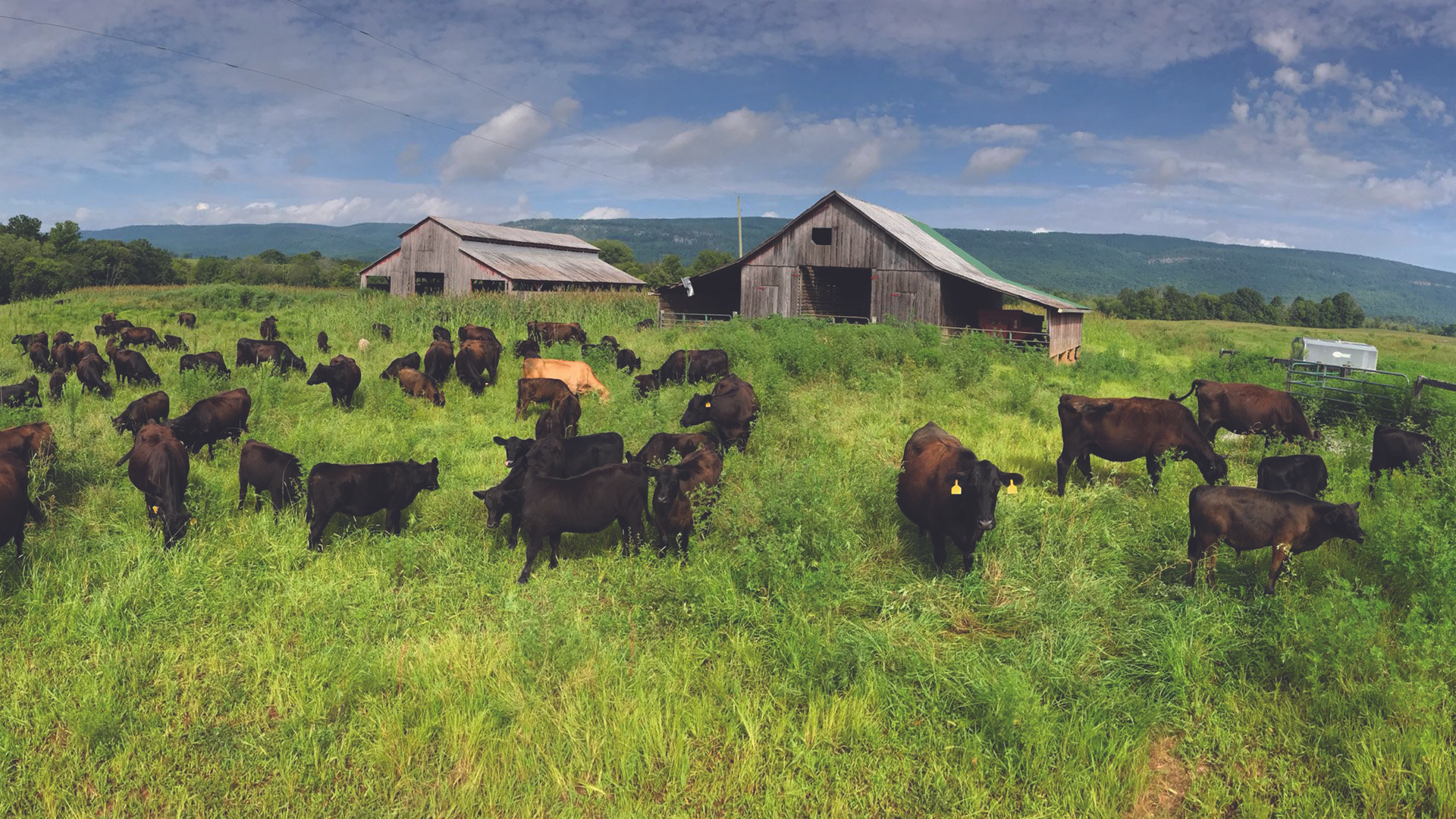 An Introduction to Manderley Farms