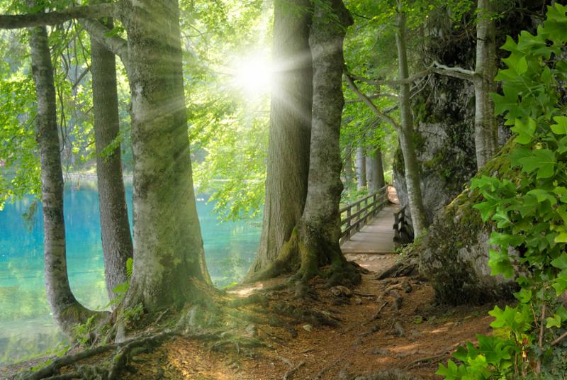 Growing Healthy Trees - Part 1