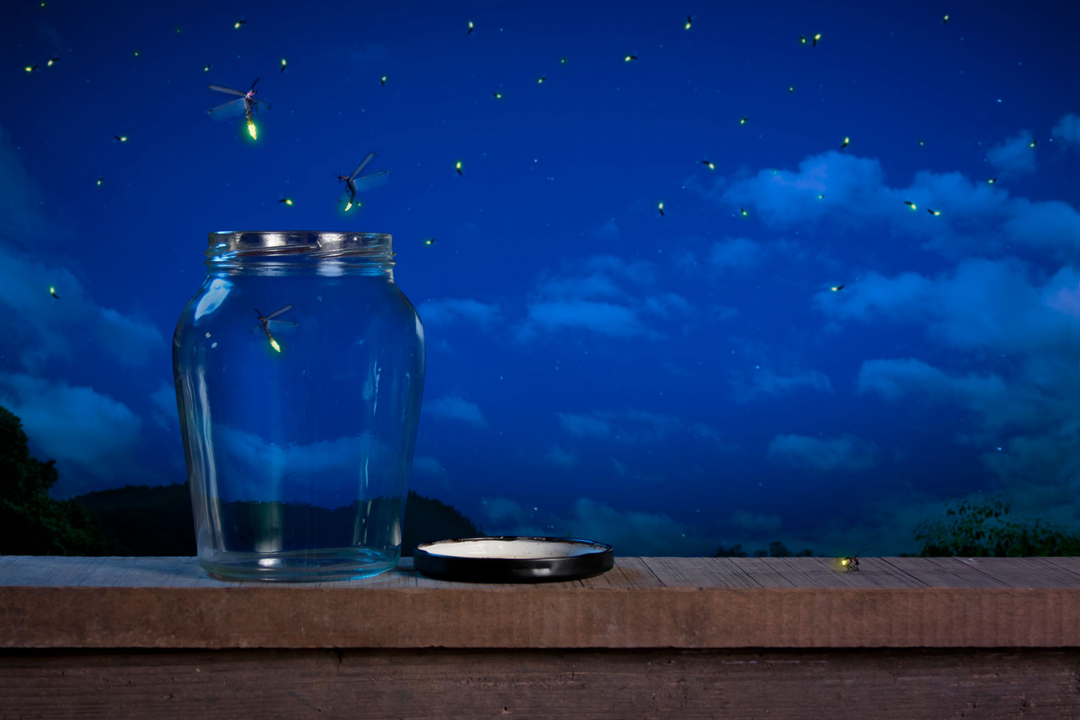 From a Lightning Bug’s Point of View